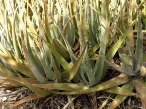 Sábila - Cultivo de sábila - aloe vera - Usos de la sábila - Distancia de siembra de la sábila - Manejo agronómico de la sábila - Plagas y enfermedades de la sábila - cosecha de la sábila