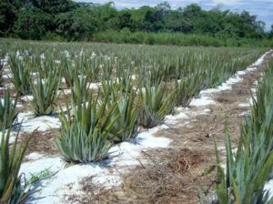 Sábila - Cultivo de sábila - aloe vera - Usos de la sábila - Distancia de siembra de la sábila - Manejo agronómico de la sábila - Plagas y enfermedades de la sábila - cosecha de la sábila