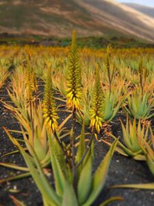 Sábila - Cultivo de sábila - aloe vera - Usos de la sábila - Distancia de siembra de la sábila - Manejo agronómico de la sábila - Plagas y enfermedades de la sábila - cosecha de la sábila