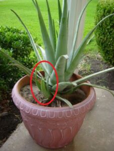 Sábila - Cultivo de sábila - aloe vera - Usos de la sábila - Distancia de siembra de la sábila - Manejo agronómico de la sábila - Plagas y enfermedades de la sábila - cosecha de la sábila