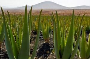 Sábila - Cultivo de sábila - aloe vera - Usos de la sábila - Distancia de siembra de la sábila - Manejo agronómico de la sábila - Plagas y enfermedades de la sábila - cosecha de la sábila