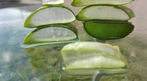 Sábila - Cultivo de sábila - aloe vera - Usos de la sábila - Distancia de siembra de la sábila - Manejo agronómico de la sábila - Plagas y enfermedades de la sábila - cosecha de la sábila
