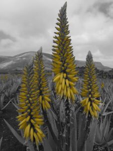 Sábila - Cultivo de sábila - aloe vera - Usos de la sábila - Distancia de siembra de la sábila - Manejo agronómico de la sábila - Plagas y enfermedades de la sábila - cosecha de la sábila