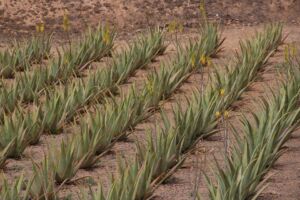 Sábila - Cultivo de sábila - aloe vera - Usos de la sábila - Distancia de siembra de la sábila - Manejo agronómico de la sábila - Plagas y enfermedades de la sábila - cosecha de la sábila