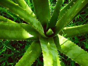 Sábila - Cultivo de sábila - aloe vera - Usos de la sábila - Distancia de siembra de la sábila - Manejo agronómico de la sábila - Plagas y enfermedades de la sábila - cosecha de la sábila