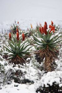 Sábila - Cultivo de sábila - aloe vera - Usos de la sábila - Distancia de siembra de la sábila - Manejo agronómico de la sábila - Plagas y enfermedades de la sábila - cosecha de la sábila