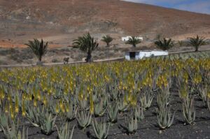 Sábila - Cultivo de sábila - aloe vera - Usos de la sábila - Distancia de siembra de la sábila - Manejo agronómico de la sábila - Plagas y enfermedades de la sábila - cosecha de la sábila