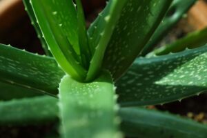 Sábila - Cultivo de sábila - aloe vera - Usos de la sábila - Distancia de siembra de la sábila - Manejo agronómico de la sábila - Plagas y enfermedades de la sábila - cosecha de la sábila