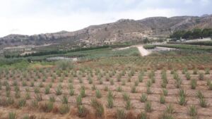 Sábila - Cultivo de sábila - aloe vera - Usos de la sábila - Distancia de siembra de la sábila - Manejo agronómico de la sábila - Plagas y enfermedades de la sábila - cosecha de la sábila