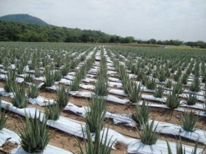 Sábila - Cultivo de sábila - aloe vera - Usos de la sábila - Distancia de siembra de la sábila - Manejo agronómico de la sábila - Plagas y enfermedades de la sábila - cosecha de la sábila