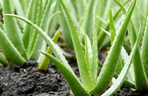 Sábila - Cultivo de sábila - aloe vera - Usos de la sábila - Distancia de siembra de la sábila - Manejo agronómico de la sábila - Plagas y enfermedades de la sábila - cosecha de la sábila