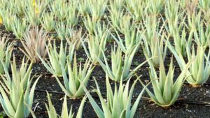 Sábila - Cultivo de sábila - aloe vera - Usos de la sábila - Distancia de siembra de la sábila - Manejo agronómico de la sábila - Plagas y enfermedades de la sábila - cosecha de la sábila