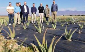Sábila - Cultivo de sábila - aloe vera - Usos de la sábila - Distancia de siembra de la sábila - Manejo agronómico de la sábila - Plagas y enfermedades de la sábila - cosecha de la sábila