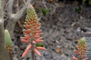 Sábila - Cultivo de sábila - aloe vera - Usos de la sábila - Distancia de siembra de la sábila - Manejo agronómico de la sábila - Plagas y enfermedades de la sábila - cosecha de la sábila