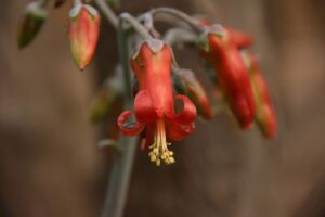 Sábila - Cultivo de sábila - aloe vera - Usos de la sábila - Distancia de siembra de la sábila - Manejo agronómico de la sábila - Plagas y enfermedades de la sábila - cosecha de la sábila