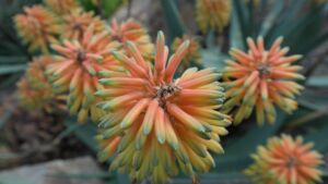 Sábila - Cultivo de sábila - aloe vera - Usos de la sábila - Distancia de siembra de la sábila - Manejo agronómico de la sábila - Plagas y enfermedades de la sábila - cosecha de la sábila