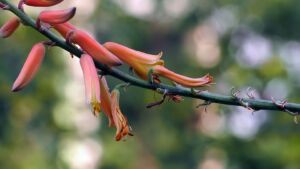 Sábila - Cultivo de sábila - aloe vera - Usos de la sábila - Distancia de siembra de la sábila - Manejo agronómico de la sábila - Plagas y enfermedades de la sábila - cosecha de la sábila
