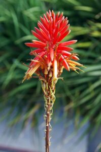 Sábila - Cultivo de sábila - aloe vera - Usos de la sábila - Distancia de siembra de la sábila - Manejo agronómico de la sábila - Plagas y enfermedades de la sábila - cosecha de la sábila