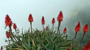 Sábila - Cultivo de sábila - aloe vera - Usos de la sábila - Distancia de siembra de la sábila - Manejo agronómico de la sábila - Plagas y enfermedades de la sábila - cosecha de la sábila