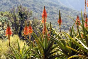 Sábila - Cultivo de sábila - aloe vera - Usos de la sábila - Distancia de siembra de la sábila - Manejo agronómico de la sábila - Plagas y enfermedades de la sábila - cosecha de la sábila