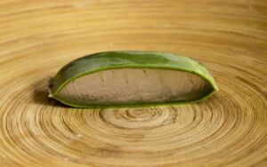 Sábila - Cultivo de sábila - aloe vera - Usos de la sábila - Distancia de siembra de la sábila - Manejo agronómico de la sábila - Plagas y enfermedades de la sábila - cosecha de la sábila