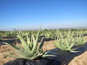 Sábila - Cultivo de sábila - aloe vera - Usos de la sábila - Distancia de siembra de la sábila - Manejo agronómico de la sábila - Plagas y enfermedades de la sábila - cosecha de la sábila