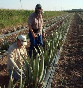 Sábila - Cultivo de sábila - aloe vera - Usos de la sábila - Distancia de siembra de la sábila - Manejo agronómico de la sábila - Plagas y enfermedades de la sábila - cosecha de la sábila
