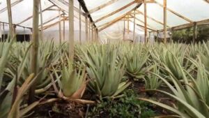Sábila - Cultivo de sábila - aloe vera - Usos de la sábila - Distancia de siembra de la sábila - Manejo agronómico de la sábila - Plagas y enfermedades de la sábila - cosecha de la sábila