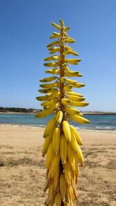 Sábila - Cultivo de sábila - aloe vera - Usos de la sábila - Distancia de siembra de la sábila - Manejo agronómico de la sábila - Plagas y enfermedades de la sábila - cosecha de la sábila