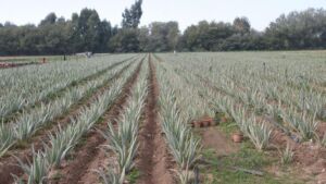 Sábila - Cultivo de sábila - aloe vera - Usos de la sábila - Distancia de siembra de la sábila - Manejo agronómico de la sábila - Plagas y enfermedades de la sábila - cosecha de la sábila