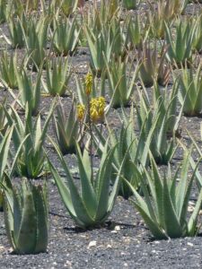 Sábila - Cultivo de sábila - aloe vera - Usos de la sábila - Distancia de siembra de la sábila - Manejo agronómico de la sábila - Plagas y enfermedades de la sábila - cosecha de la sábila