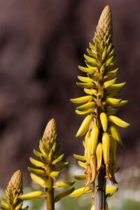 Sábila - Cultivo de sábila - aloe vera - Usos de la sábila - Distancia de siembra de la sábila - Manejo agronómico de la sábila - Plagas y enfermedades de la sábila - cosecha de la sábila