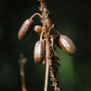 Sábila - Cultivo de sábila - aloe vera - Usos de la sábila - Distancia de siembra de la sábila - Manejo agronómico de la sábila - Plagas y enfermedades de la sábila - cosecha de la sábila