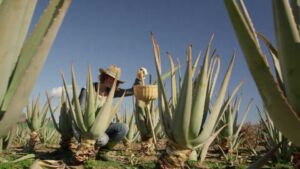 Sábila - Cultivo de sábila - aloe vera - Usos de la sábila - Distancia de siembra de la sábila - Manejo agronómico de la sábila - Plagas y enfermedades de la sábila - cosecha de la sábila