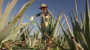 Sábila - Cultivo de sábila - aloe vera - Usos de la sábila - Distancia de siembra de la sábila - Manejo agronómico de la sábila - Plagas y enfermedades de la sábila - cosecha de la sábila