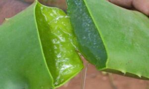 Sábila - Cultivo de sábila - aloe vera - Usos de la sábila - Distancia de siembra de la sábila - Manejo agronómico de la sábila - Plagas y enfermedades de la sábila - cosecha de la sábila