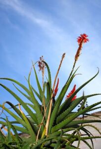 Sábila - Cultivo de sábila - aloe vera - Usos de la sábila - Distancia de siembra de la sábila - Manejo agronómico de la sábila - Plagas y enfermedades de la sábila - cosecha de la sábila