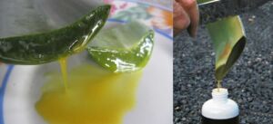 Sábila - Cultivo de sábila - aloe vera - Usos de la sábila - Distancia de siembra de la sábila - Manejo agronómico de la sábila - Plagas y enfermedades de la sábila - cosecha de la sábila