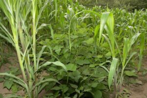 Fertilizante - Fertilizantes - Usos de los fertilizantes - Tipos de fertilizantes - Beneficios de los fertilizantes en los cultivos