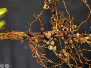 Fertilizante - Fertilizantes - Usos de los fertilizantes - Tipos de fertilizantes - Beneficios de los fertilizantes en los cultivos