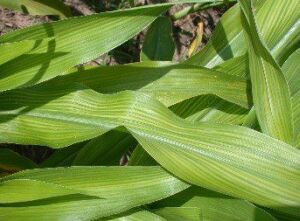 Fertilizante - Fertilizantes - Usos de los fertilizantes - Tipos de fertilizantes - Beneficios de los fertilizantes en los cultivos