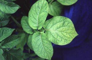 Fertilizante - Fertilizantes - Usos de los fertilizantes - Tipos de fertilizantes - Beneficios de los fertilizantes en los cultivos