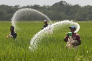 Fertilizante - Fertilizantes - Usos de los fertilizantes - Tipos de fertilizantes - Beneficios de los fertilizantes en los cultivos