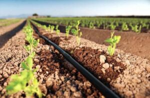 Fertilizante - Fertilizantes - Usos de los fertilizantes - Tipos de fertilizantes - Beneficios de los fertilizantes en los cultivos