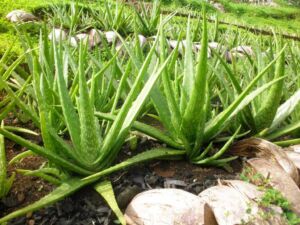 Sábila - Cultivo de sábila - aloe vera - Usos de la sábila - Distancia de siembra de la sábila - Manejo agronómico de la sábila - Plagas y enfermedades de la sábila - cosecha de la sábila