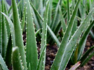 Sábila - Cultivo de sábila - aloe vera - Usos de la sábila - Distancia de siembra de la sábila - Manejo agronómico de la sábila - Plagas y enfermedades de la sábila - cosecha de la sábila