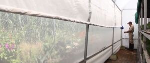 Invernadero - Invernaderos - Cultivos protegidos - Ventajas de los invernaderos - Desventajas del uso de los invernaderos