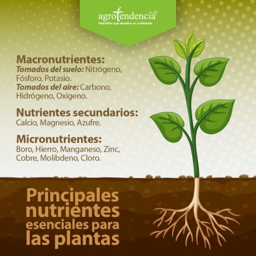 Dibujo de planta y descripción de nutrientes