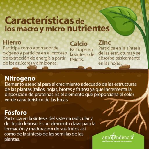 dibujo de planta y los nutrientes que se obtienen con los fertilizantes