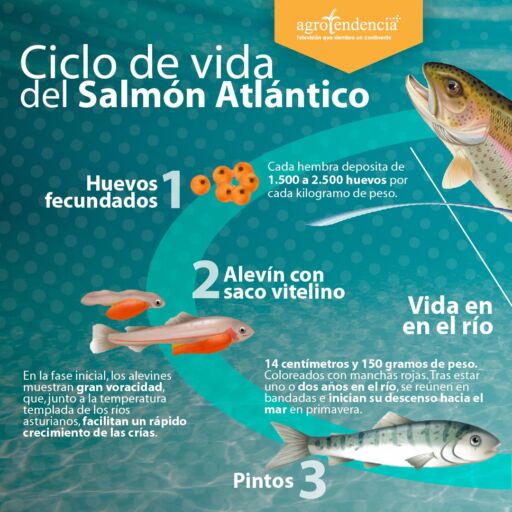 imagen del ciclo de vida del salmón